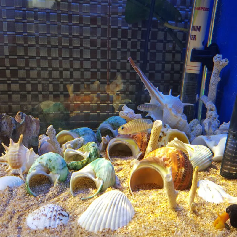 Древняя китайская Улитка кошачий глаз Китайская морская улитка натуральная раковина Аквариум Ландшафтный дизайн украшение дома гребешок образцы рыб
