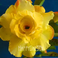 Популярная! 1 шт./упак. уникальный желтый пустыня Роза бонсай декоративных растений цветы сад балкон горшках Adenium
