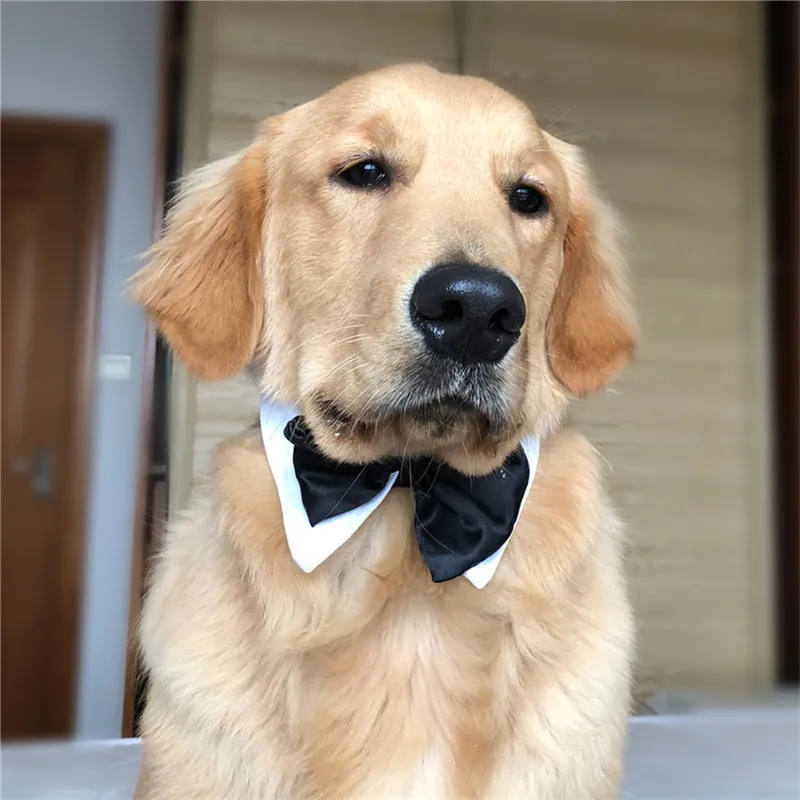 Bigeyedog, мужской, собачий галстук, мальчик, собака, галстук-бабочка, Свадебный костюм, одежда, ошейник, аксессуары для щенков, товары для питомцев, Прямая поставка