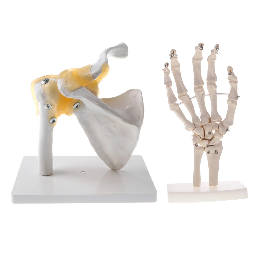 

1:1 Human Functional Shoulder Joint with Ligament and Hand Skeleton Model School Medical Teaching Display Lab Supplies