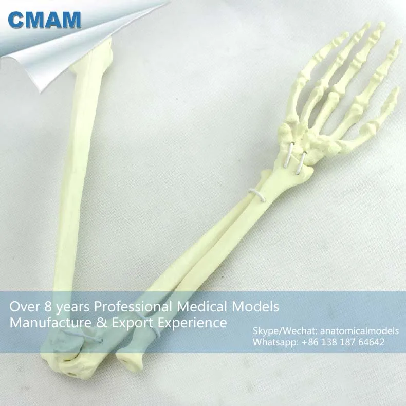 

No. 12325 , Human Upper Limb Bone, Model of Orthopedics Implantation Practice, CMAM china medical anatomical models