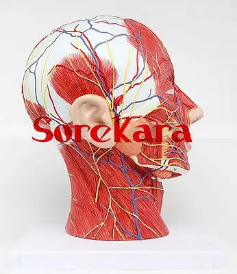 Human Anatomical Skull & Nerve Blood Vessel Head Viscera Medical Organ Model School Hospital