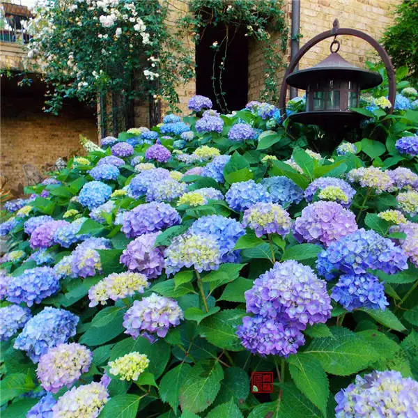 Bonsai 20 Pcs Multiple Color Choice Hydrangea Bonsai Perennial Flower Plant Hydrangea Balcony Ornamental Garden Decoration Plant