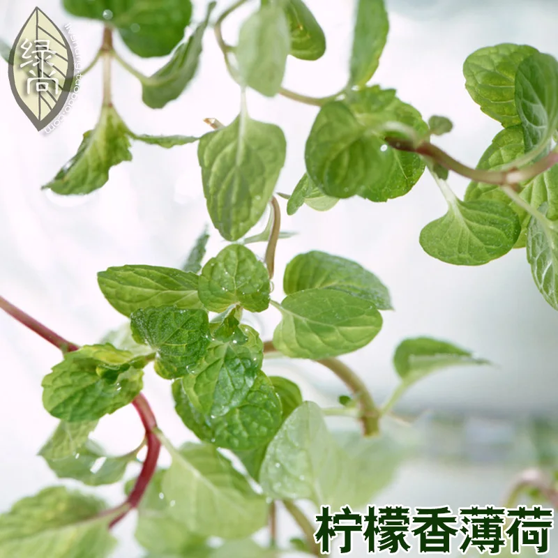 

Perfume Lemon Peppermint bonsai Herb bonsai Seasons Garden Terrace Potted Vegetable bonsai 200 bonsai