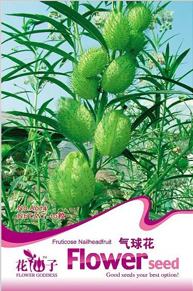 Fruticose Nailhead Fruit Seed 10 Seeds Gomphocarpus Physocarpus Flower Seed A074 