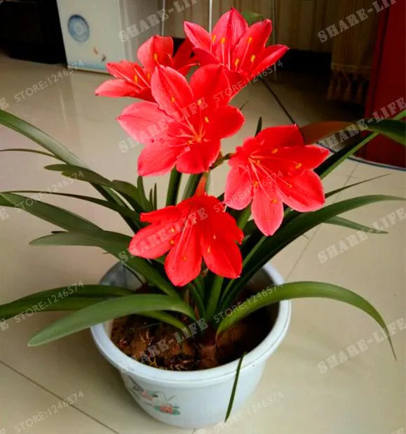 5 Bulbs Color Mixing Zephyranthes Candida Bulbs Bonsai Flower Bulbs Outdoor Plant Natural Growth Bonsai 5 Bulbs Color Mixing Zephyranthes Candida Bulbs Bonsai Flower Bulbs Outdoor Plant Natural Growth Bonsai