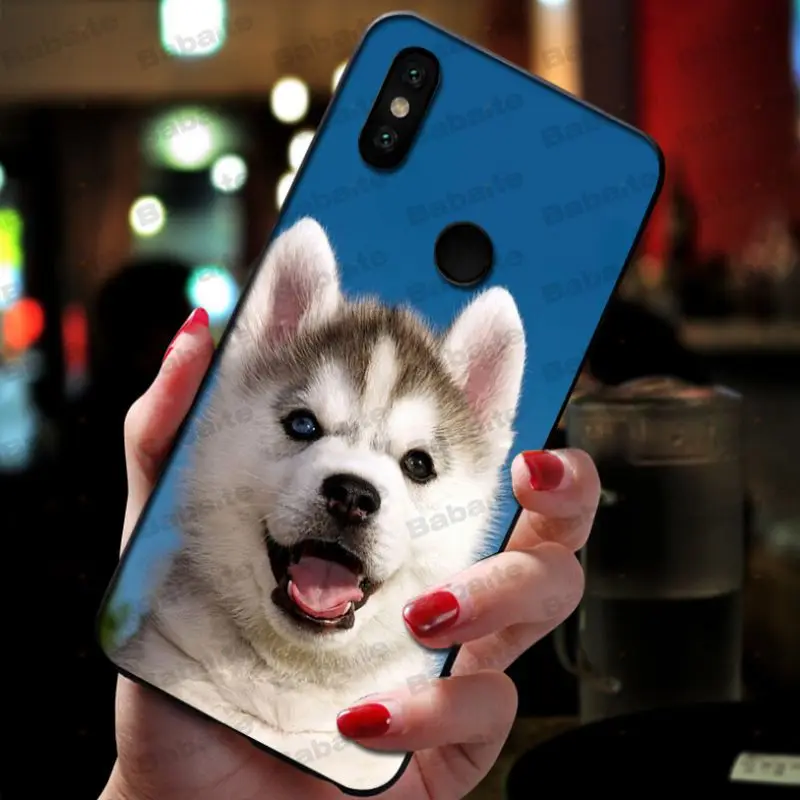 Animal Husky cute Puppy Dog