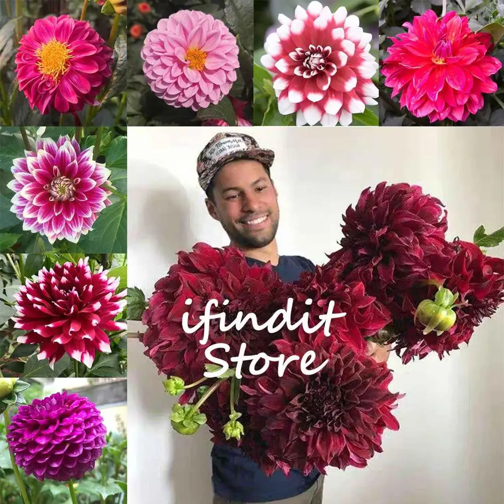

50pcs Multi-color red dahlia Bonsai purple flower planta Outdoor Tree Charming Bonsai Flower for balcony home garden plant pot