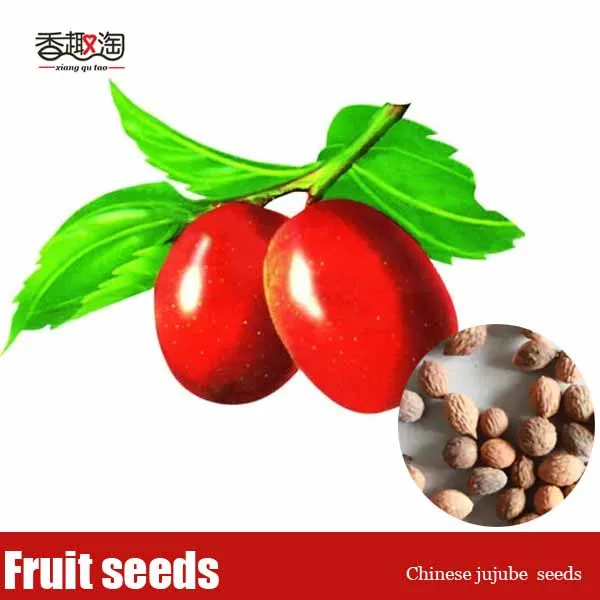 calories in fruit jujube fruit calories in fruit jujube fruit