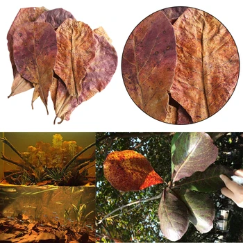 

20PCS/58g Natural Terminalia Catappa Leaves Aquarium Decoration Fish Tank Cleaning Tools Water Treatment Aquarium Accessories