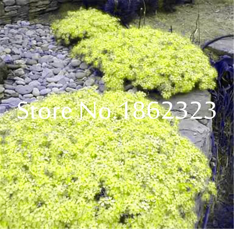 200Pcs/Bag Creeping Thyme bonsai, Rare Color ROCK CRESS plants - Perennial Ground Cover Flower Natural Growth For Home Garden