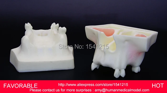 

MEDICAL ANATOMICAL TOOTH MODELS, MOUTH ORAL CARE ,DENTAL MODEL,TEETH MODEL,ADULT ORAL MODEL-GASEN-DEN017