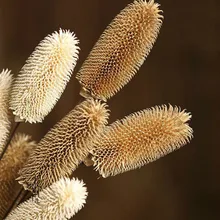 Натуральные сушеные цветы реквизит для съемки ручной работы украшение для дома Zakka аксессуары DIY цветочные композиции 1 шт