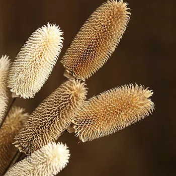 

100% Natural Plant Dried Flowers Shooting Props Handmade Zakka Home Decoration Accessories DIY Flower Arrangements 1PC
