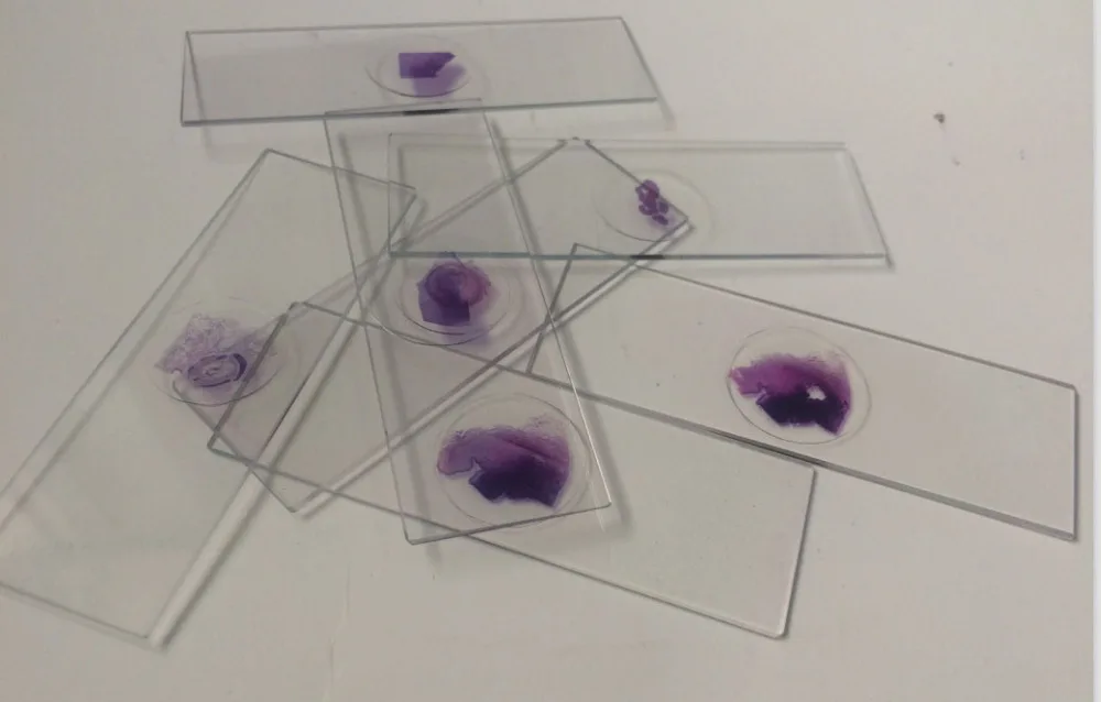 Патологический набор. Инструменты для патологоанатомического вскрытия. Приборы в лаборатории. Акушерские инструменты для родовспоможения крс. Классификация хирургических инструментов.