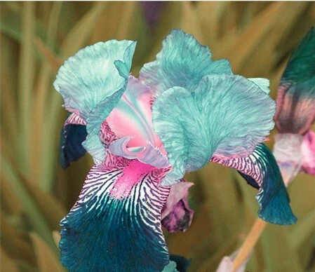 

Sale!ping , hot selling ,10 pink Iris , popular perennial garden flower ,gorgeous cut flower