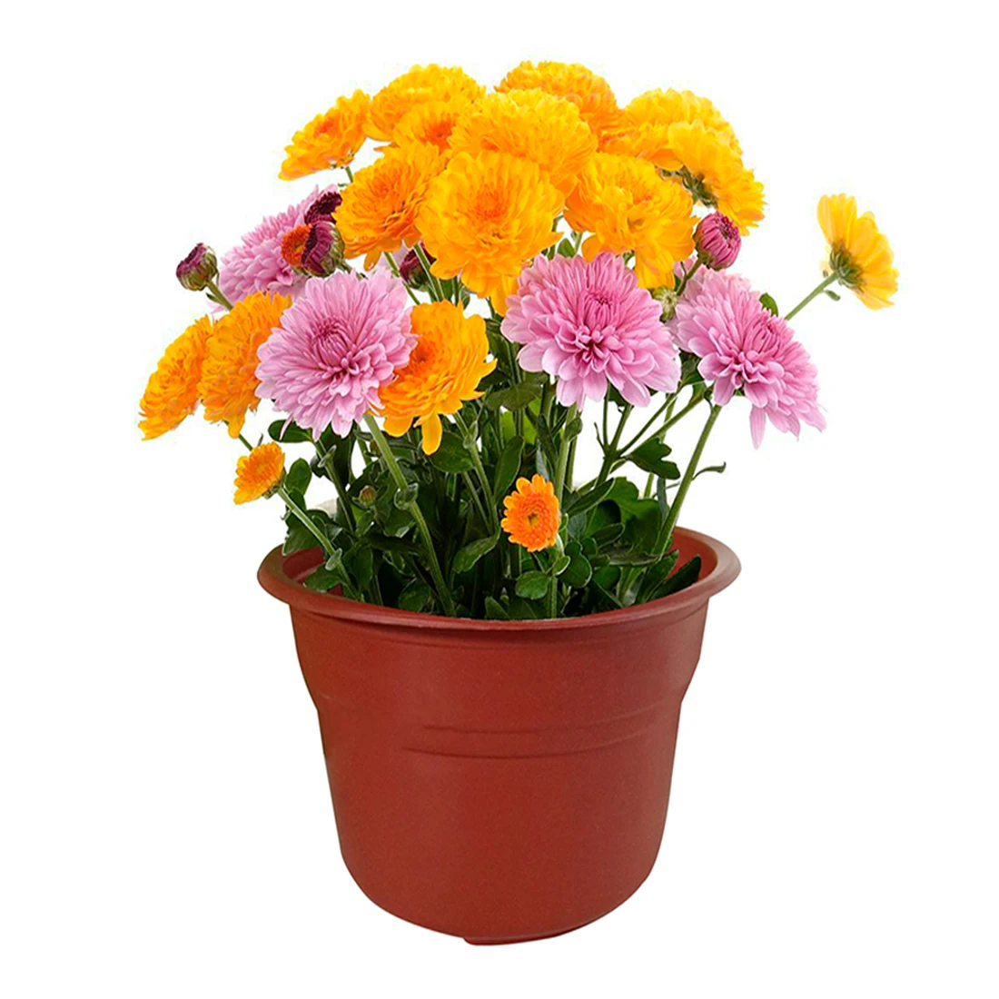 50 шт Круглые двухцветные пластиковые цветочные горшки для сада растение сеялка посадочный Декор-коричневый+ черный