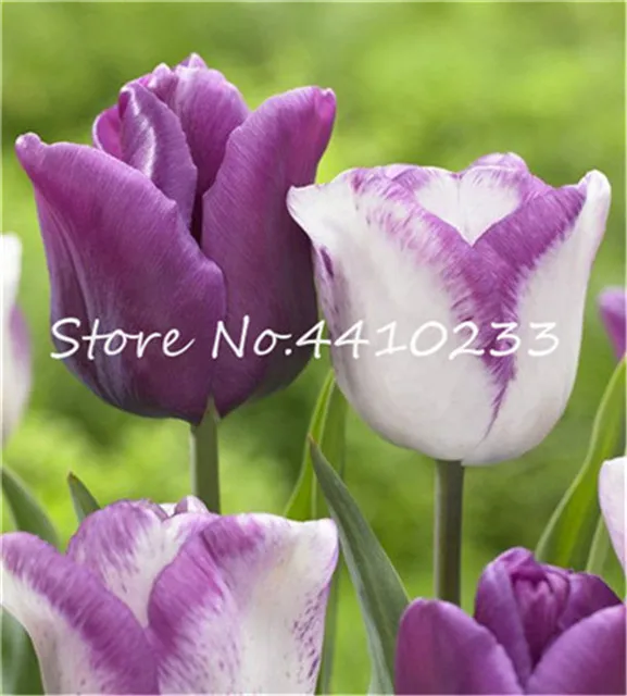 Bonsai 100 sztuk Bonsai tulipan (nie tulipan żarówki) 24 odmiany Rainbow Tulip wysokiej klasy kwiat doniczkowa roślina najpiękniejsza * kolorowe tanie i dobre opinie Kwitnące rośliny Mini duże małe średnie Wykluczone Bardzo proste Wieloletnich Umiarkowany Upiększających Raka Bonsai 100 sztuk Bonsai tulipan (nie tulipan żarówki) 24 odmiany Rainbow Tulip wysokiej klasy kwiat doniczkowa roślina najpiękniejsza * kolorowe tanie i dobre opinie Kwitnące rośliny Mini duże małe średnie Wykluczone Bardzo proste Wieloletnich Umiarkowany Upiększających Raka