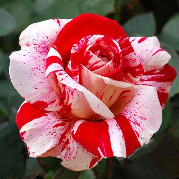 Rare stripe rose bush plant,Beautiful Garden Bonsai Exotic 