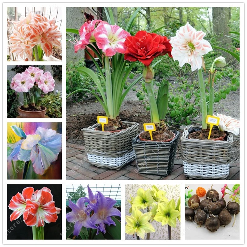 True amaryllis bulbs,hippeastrum flowers,hippeastrum bulbs,bonsai flower bulbs,Barbados Lily potted  home garden plant  -2 bulb