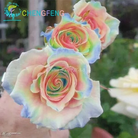 

Rosa Climbing Plants Polyantha Rose Chinese Flower bonsai Climbing Roses bonsai 200 Pcs/bag Diy Very Easy Plant For Garden bonsa