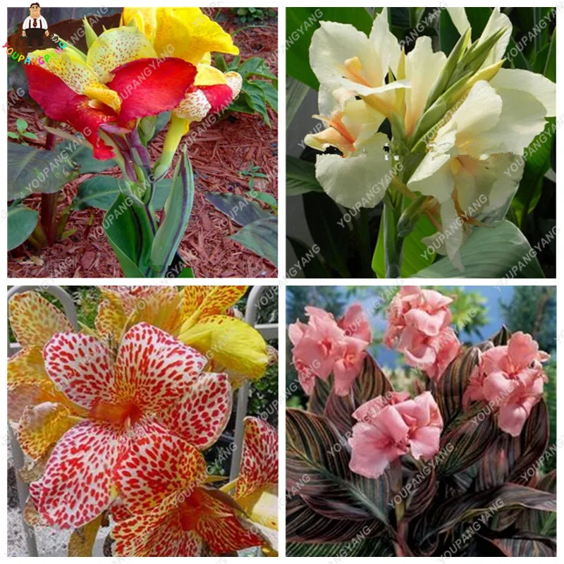 

20pcs True Canna Lily bonsai Bonsai Flower bonsai Potted bonsai - Pretoria - Variegated Foliage - Exotic Blooms Free Shipping