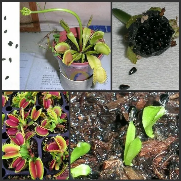 Свежий реальный Dionaea muscipola Венера Flytrap Oo-(Bu-ying-cao)-суккуленты Плотоядный F