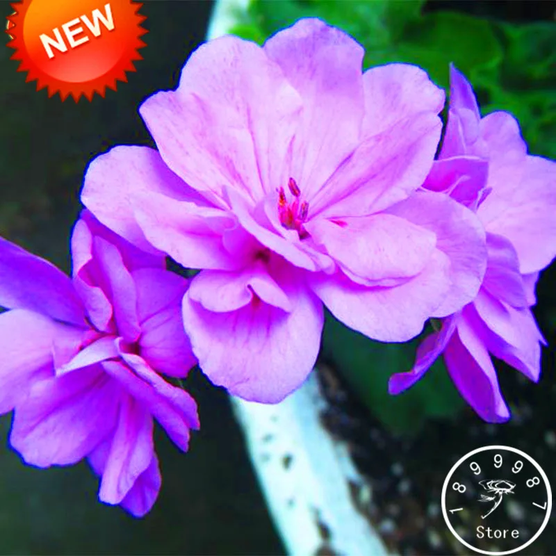 

New Arrival!20 Pcs/Lot Purple Univalve Geranium Bonsai Perennial Flower Plants Pelargonium Peltatum Garden for Rooms,#PW6IKG