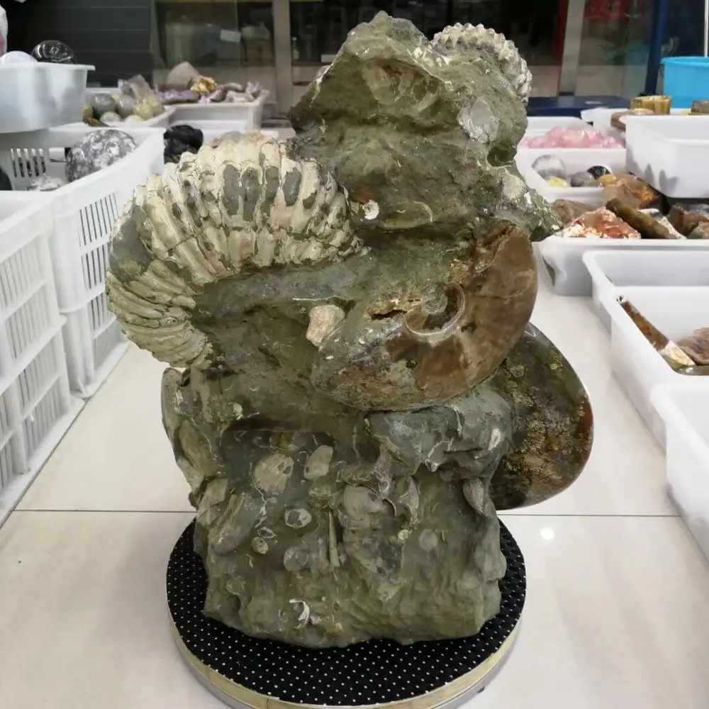 Высокое качество Коллекция fengshui подарки рок винт образец fossil