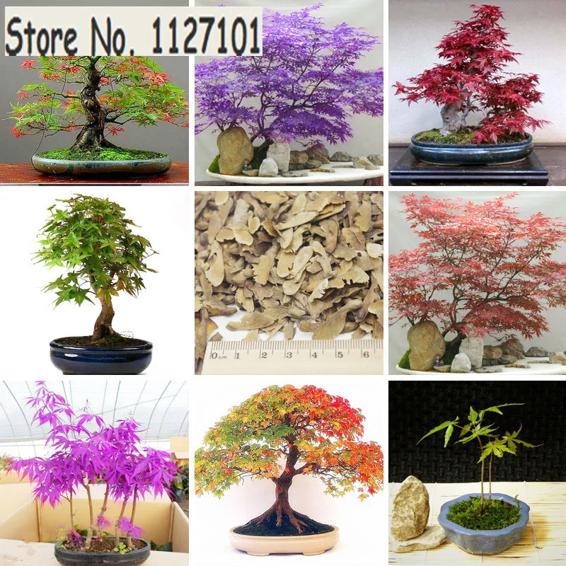 Бонсай вечнозеленый. Бонсай тюхин. Бонсай лиственный. Миниатюрные деревья бонсай. Бонсай многоствольный.