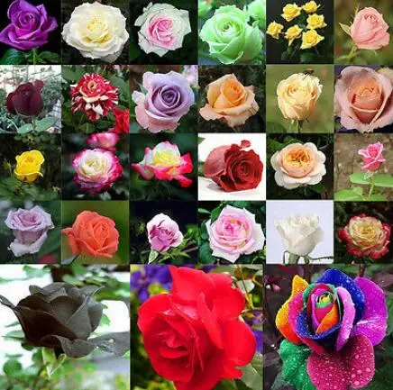 

200pcs Mixed Style Rare Plants Decor Multi-Colors Rose Peony Flower Seeds