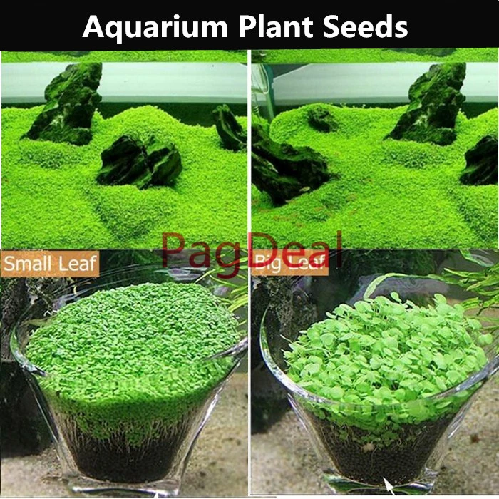 Glossostigma seed0_