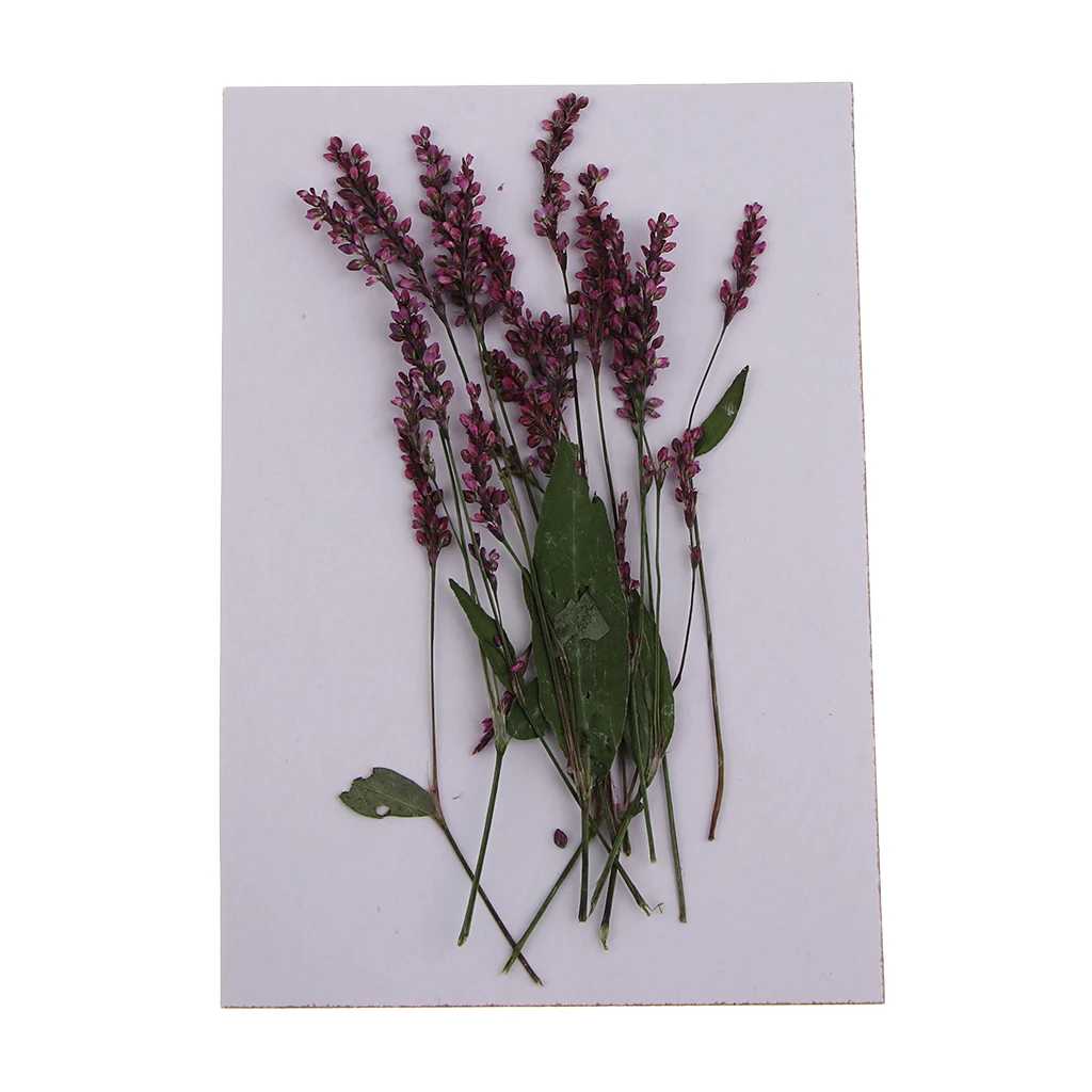 12Pcs Real Pressed Natural Dried Flowers DIY Art Craft Scrapbook Decorations