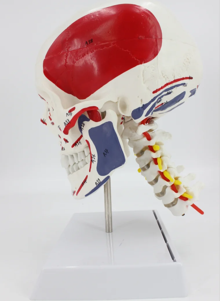 Анатомия человека анатомическая модель скелета череп с цветными костями номер знак шейного позвонка бежевый скульптура медицинские принадлежности