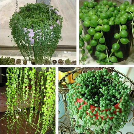

200 Pcs Rare Blue Pearl Chlorophytum Bonsai Office Desktop Flowers Succulents Anti-Radiation Computer Potted Plants Purify Air