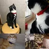 Cat Collar With Bell Safety Cat Collars Puppy Dog Collar For Cats Small Dogs Kittens Solid Pet Collar Chihuahua Products YS0032 3