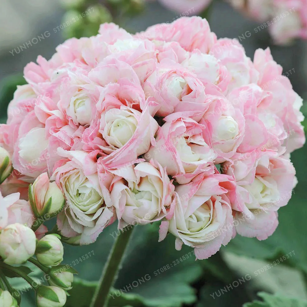 Редкая Герань яблоня бонсай Blossom Rosebud Pelargonium балконные цветы сезоны Pelargonium в горшках Sprouting 95% 20 шт