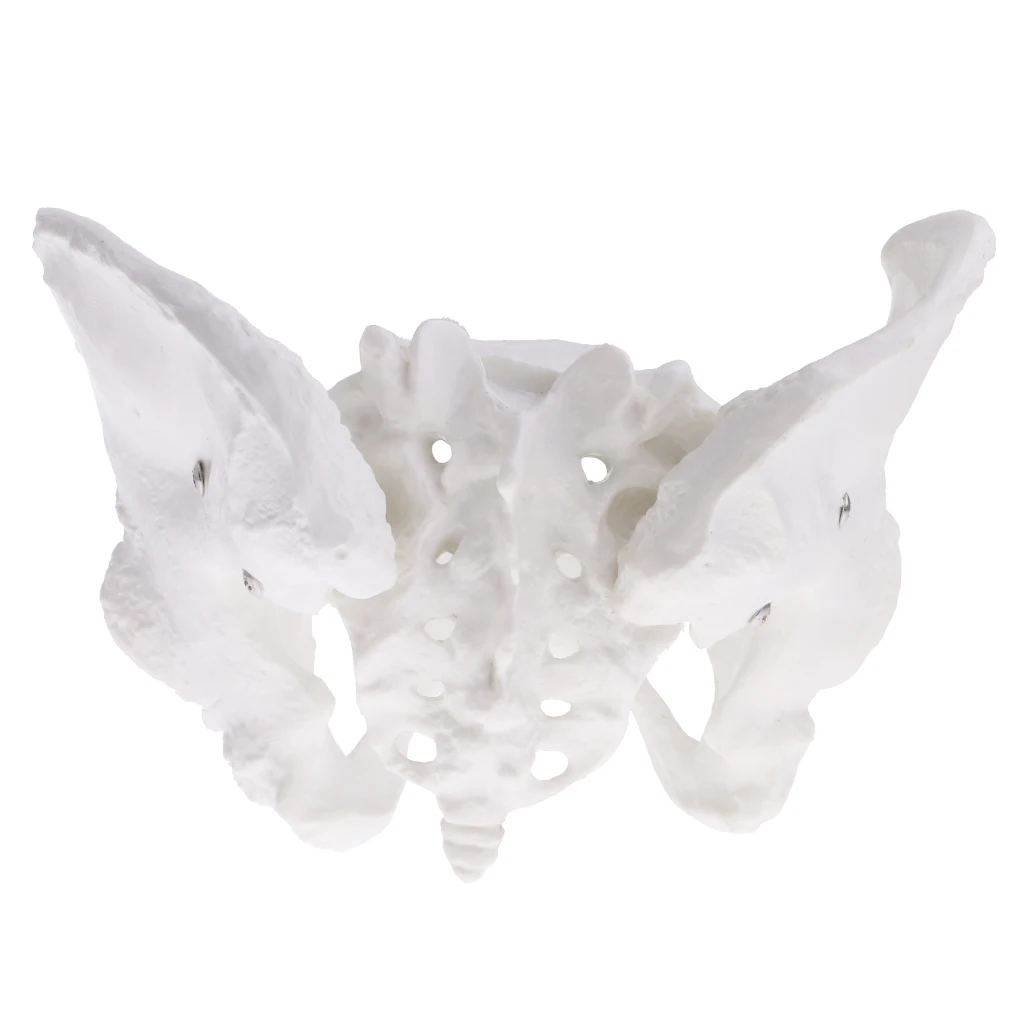 100% brand new 1:1 Female Pelvis Sacrum Pubis Skeleton Anatomical Model Science Educational Toy for School Student Teacher