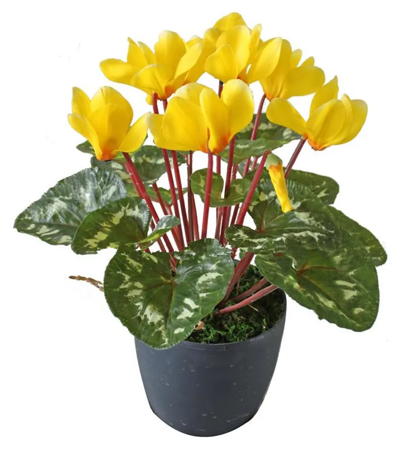 100 Pcs/ Bag Japanese Colorful Bonsai Cyclamen Persicum Flower Outdoor & Indoor Potted Garden Plant Rabbit Ears Blooming Flower