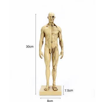 

Natural resin skull head handicraft teaching medical man muscle model medical teaching head statue home decoration