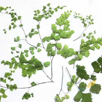 

10 Pcs Adiantum Dried Branches Specimens Decorative Flowers Green Manual DIY Material Creative Art Greeting Cards Decorative