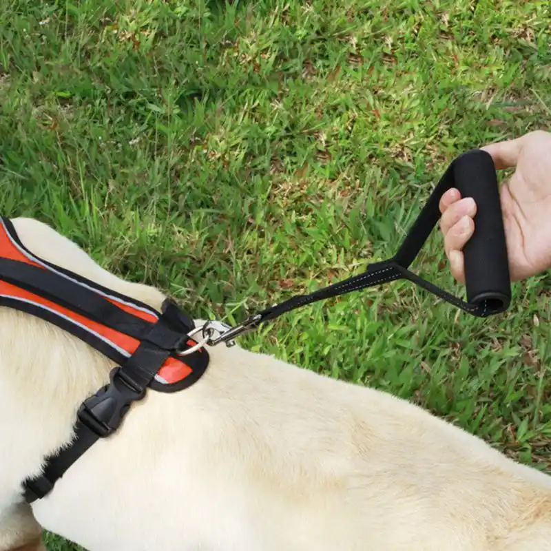short leash training
