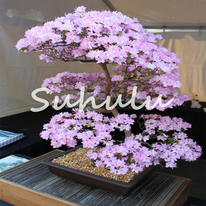 Sakura Bonsai Flower Dwarf Japanese Cherry Blossoms Tree Blossom Plants