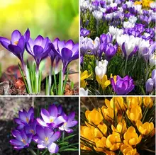 free ship Saffron Seeds,Saffron Flower Seeds,Saffron Crocus Seeds,It Is Not the Saffron Bulbs – 20 Seeds