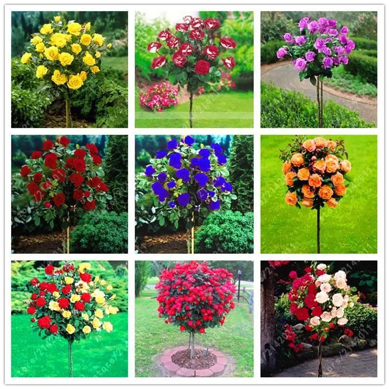 

100pcs 100% Fresh Real ROSE tree Semillas - Bonsai Flower Plant sementes