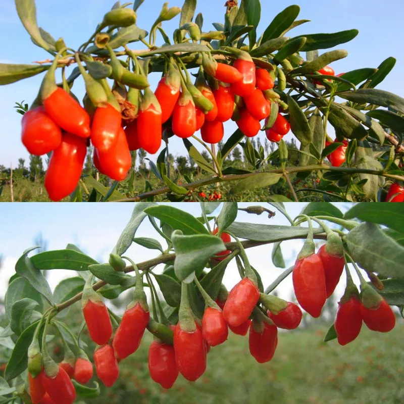 Herbs Benefit Promotion-Shop for Promotional Herbs Benefit