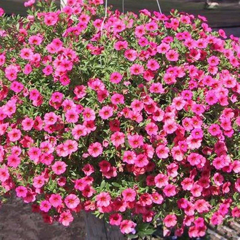 

200 Pcs/Set Hanging Petunia Seedling flower Mixcolor Morning Glory Bonsai Petunia Flower,Bonsai Plant for Home Garden Decoration