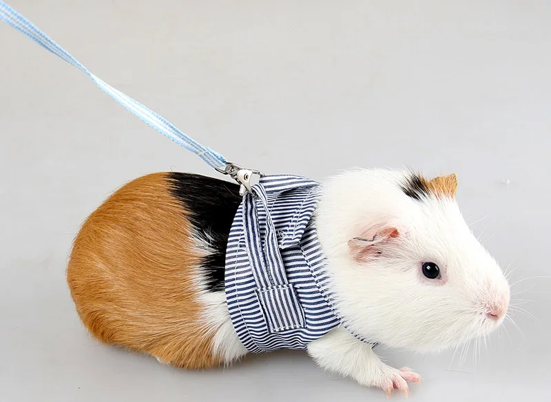 Small pet harness leash set