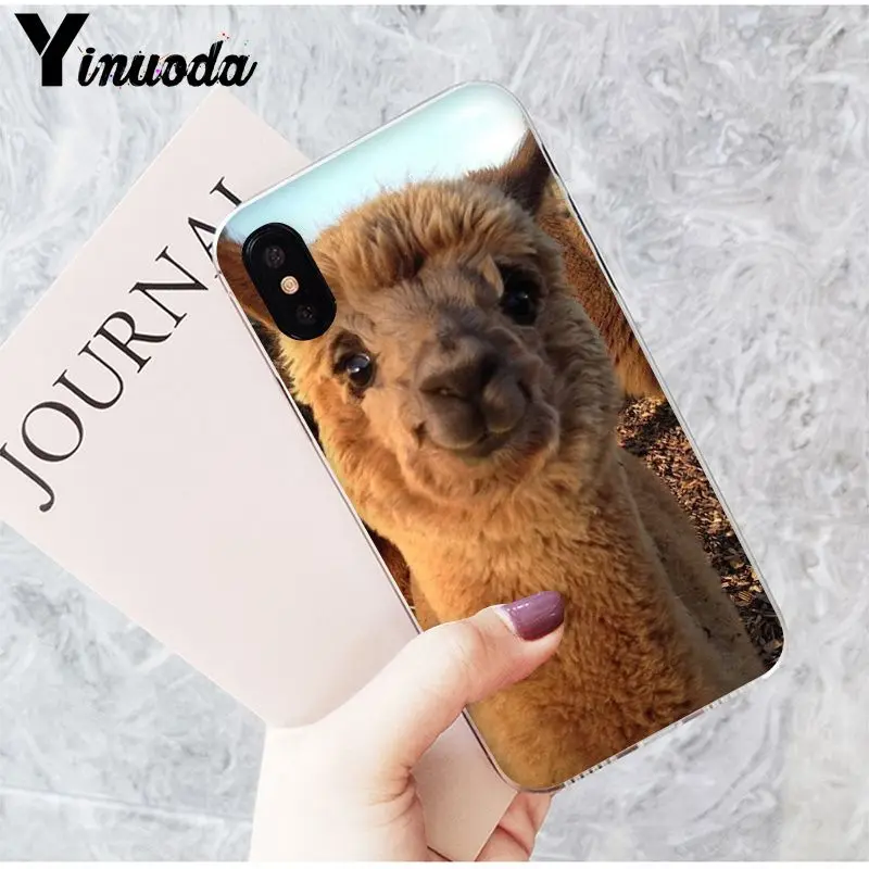 Lama Alpacas Animal