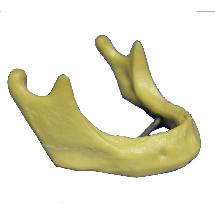 Модель человека натуральный большой оральный mandibulal посадки модель имитации импортный зеленый полимерный